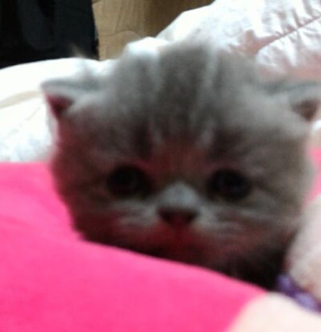 エキゾチックショートヘアー