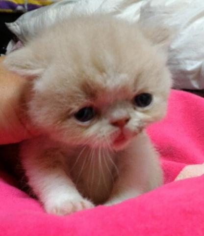 エキゾチックショートヘアー