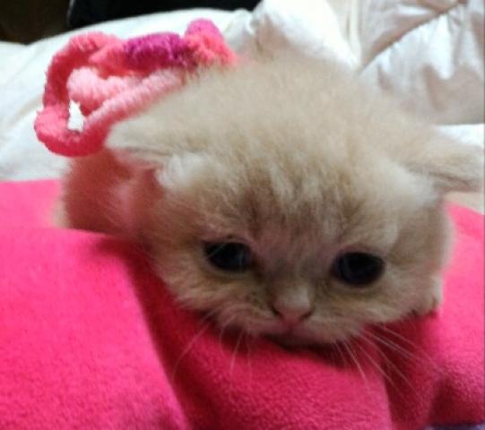 エキゾチックショートヘアー