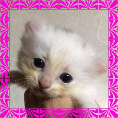 アメリカンカール