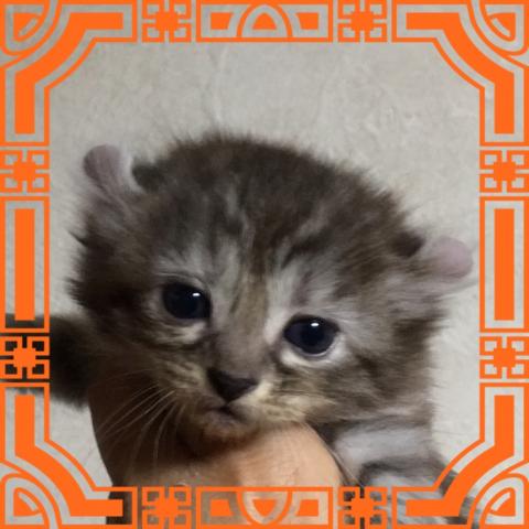 アメリカンカール