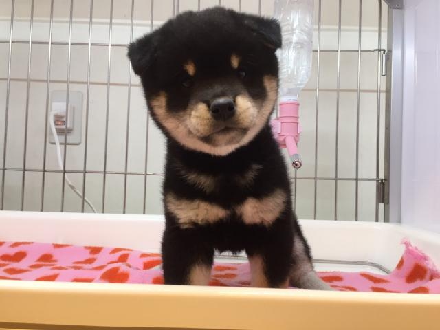 柴犬