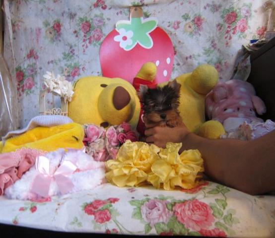 ヨークシャーテリア