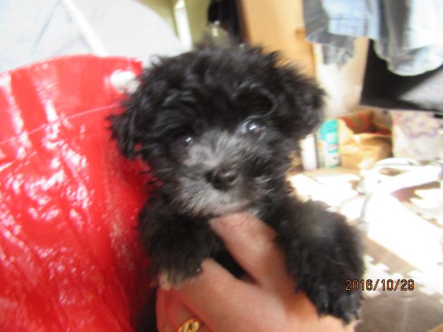 トイプードルティーカップ~小ぶりタイニー予想