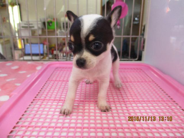 チワワ(スムースコート)