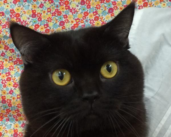 ブリティッシュショートヘア