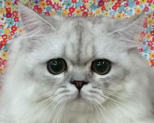 ペルシャ・ヒマラヤン