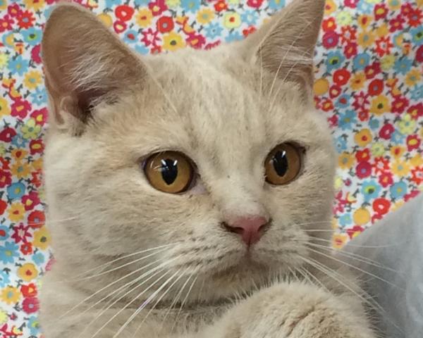 ブリティッシュショートヘア