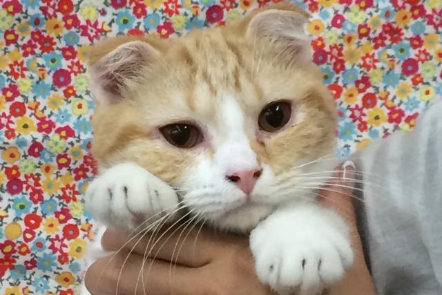 スコティッシュフォールド