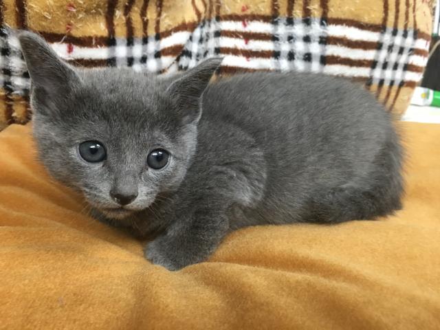 ロシアンブルー