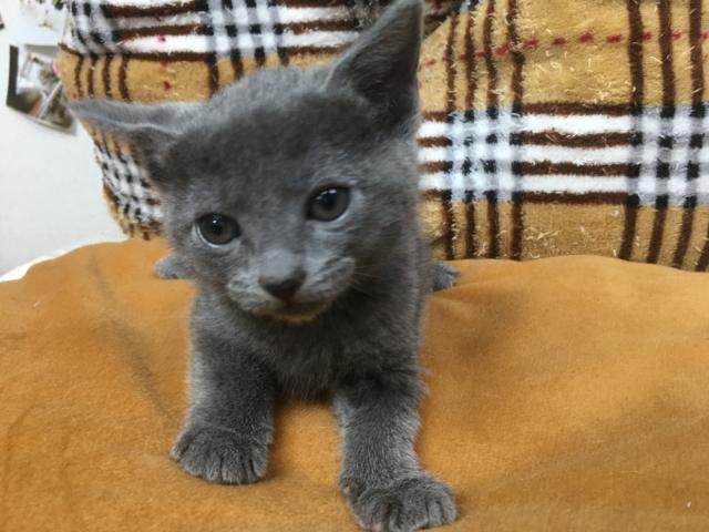 ロシアンブルー