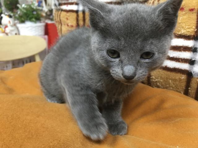 ロシアンブルー