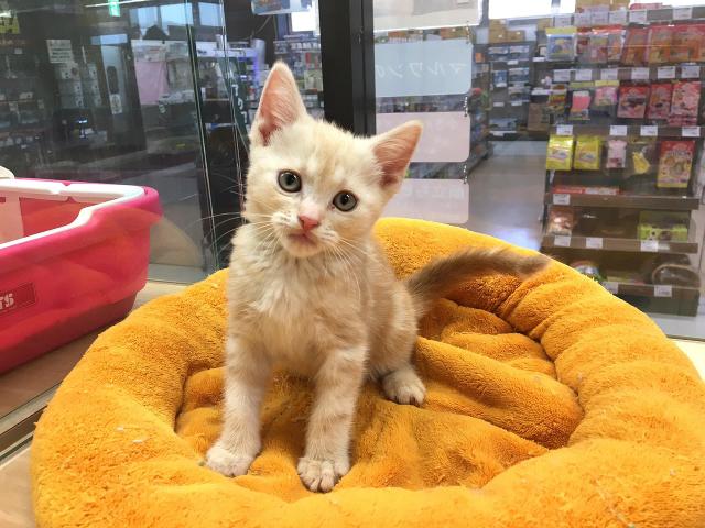 アメリカンショートヘアー