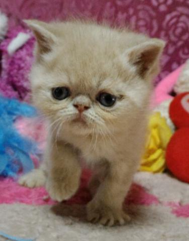 エキゾチックショートヘアー