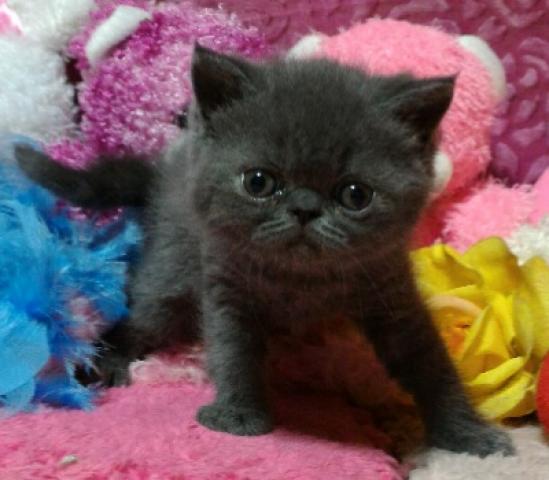 エキゾチックショートヘアー