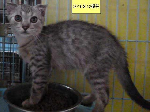 スコティッシュフォールド