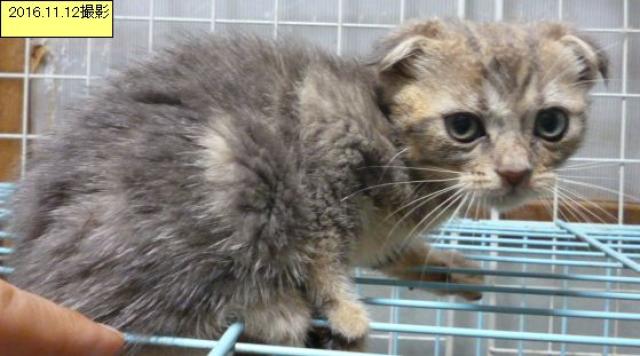 スコティッシュフォールド