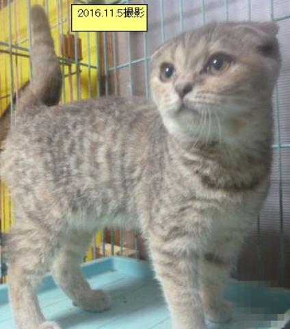 スコティッシュフォールド