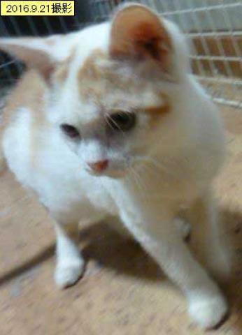 スコティッシュフォールド