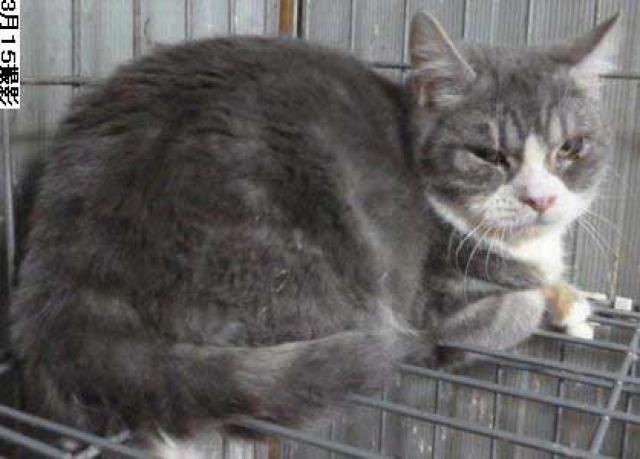 スコティッシュフォールド