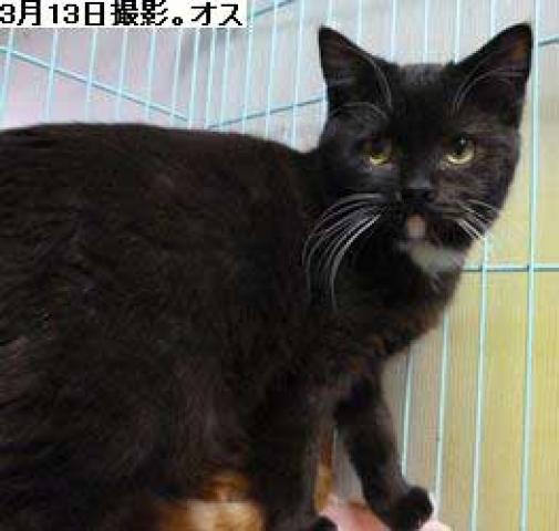 スコティッシュフォールド