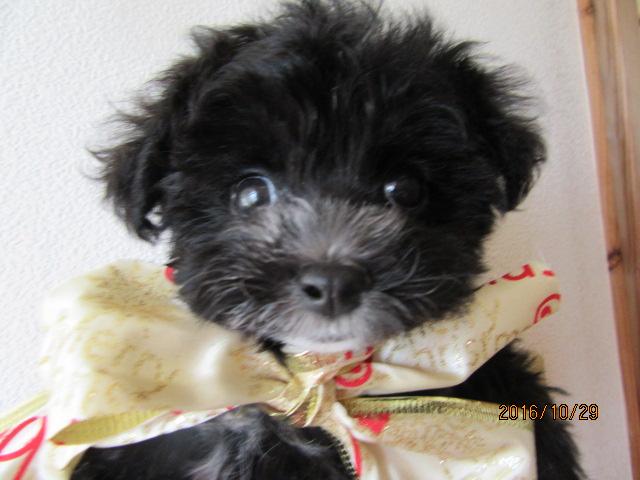 トイプードルティーカップ予想