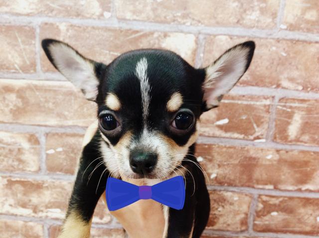 チワワ（スムースコート）