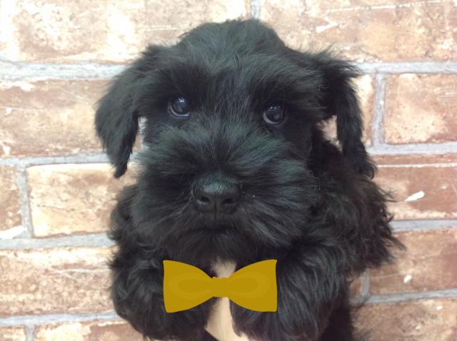 ミニチュアシュナウザー