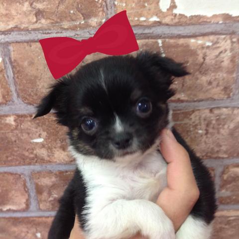 チワワ（ロングコート）