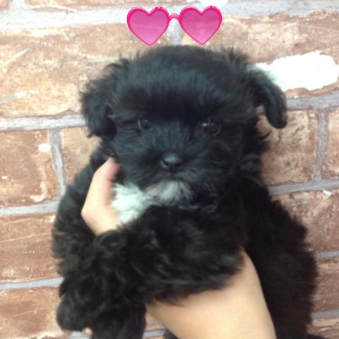 MIXプードル×シーズー