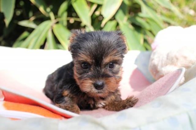 ヨークシャーテリア