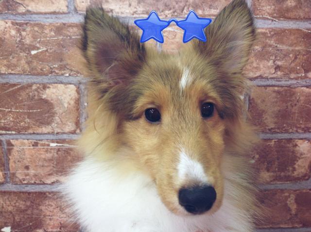 シェットランドシープドッグ