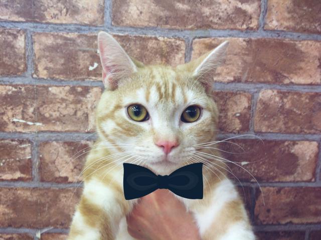 アメリカンショートヘアー