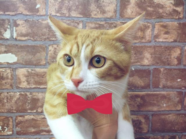 スコティッシュフォールド