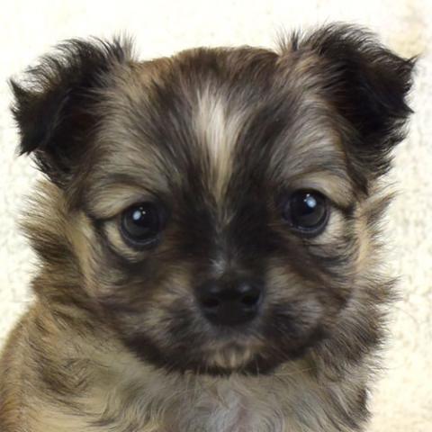 チワワ(ロングコート)