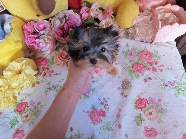 ヨークシャーテリア