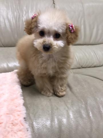 トイプードル