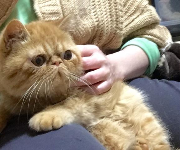 エキゾチックショートヘアー
