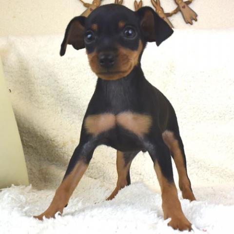 ミニチュアピンシャー