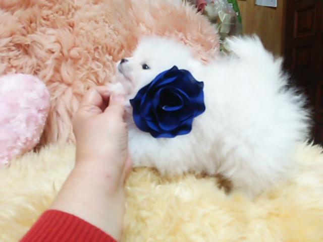 ポメラニアン