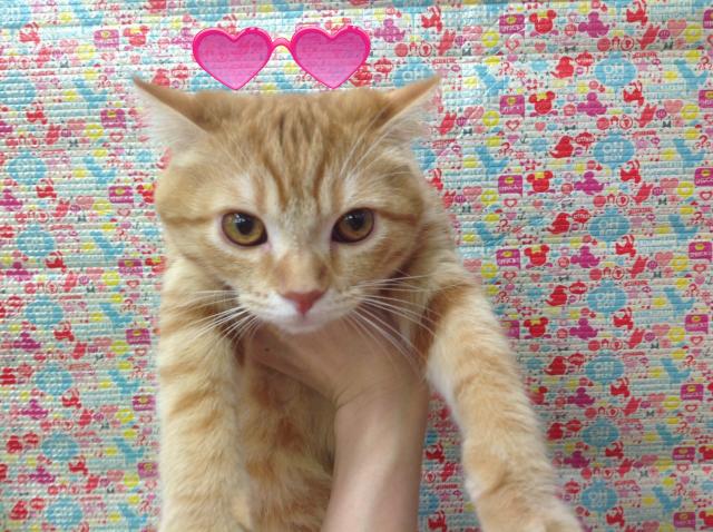 スコティッシュフォールド