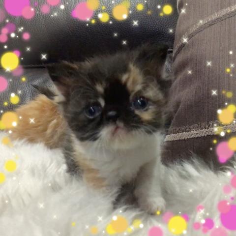 エキゾチックショートヘアー