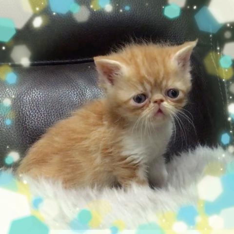 エキゾチックショートヘアー