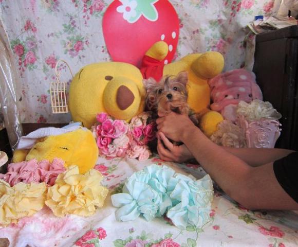 ヨークシャーテリア