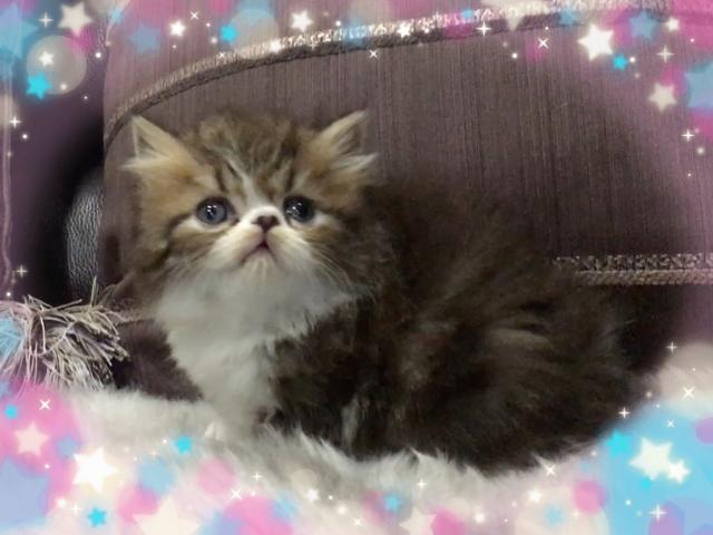 エキゾチックショートヘアー