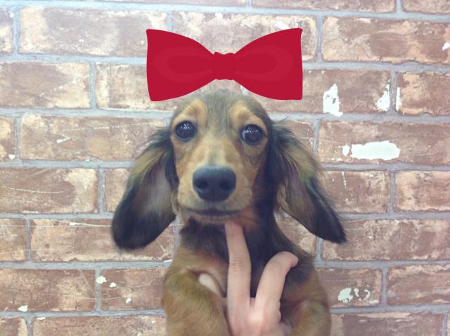 ミニチュアダックスフンド