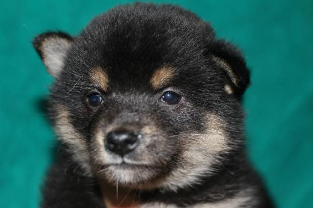 柴犬
