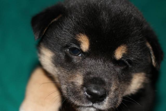 柴犬