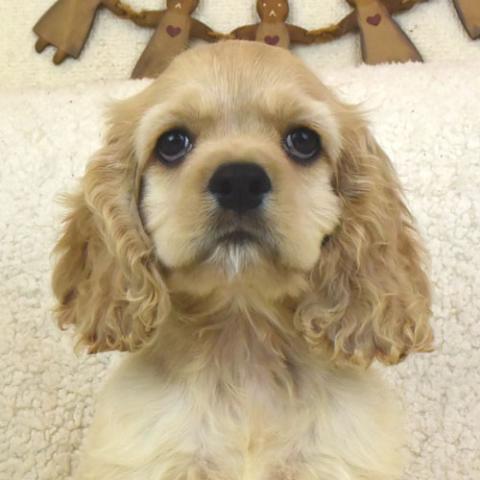 アメリカンコッカースパニエル