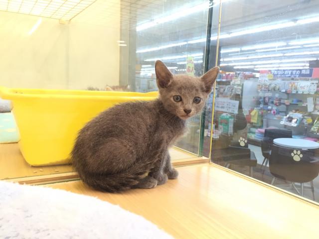 ロシアンブルー